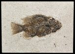 Cockerellites (Priscacara) Fossil Fish - Wyoming #51433-1